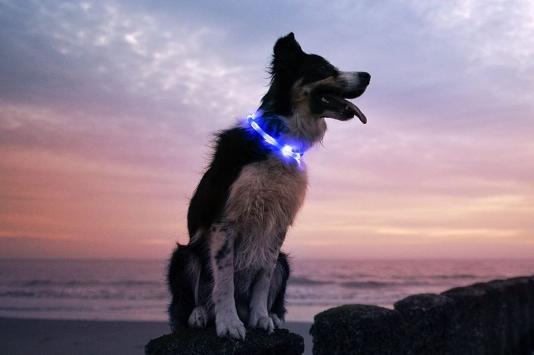 dog collar led