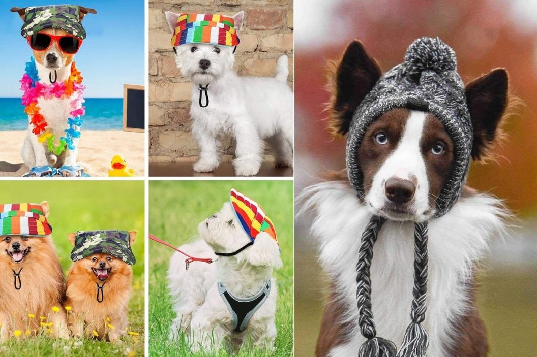 dog hats