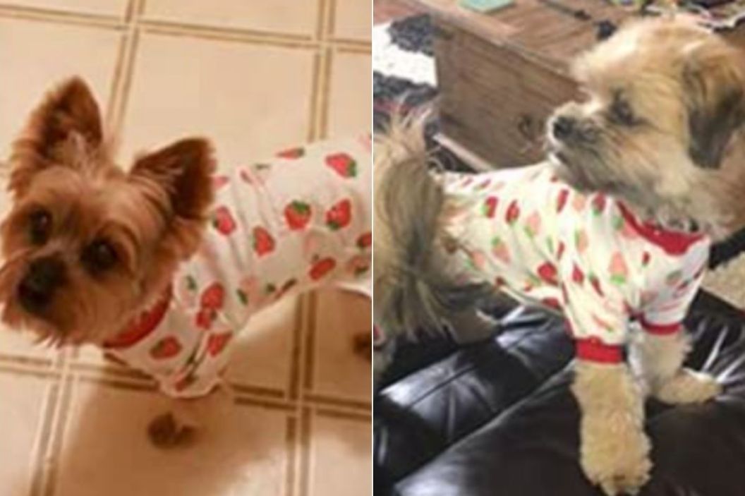 dog onesie