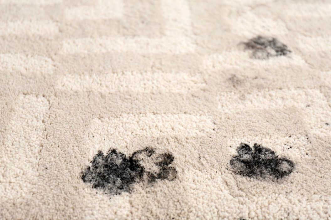 dog paw cleaner