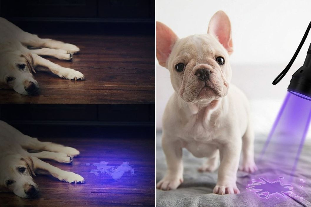 dog urine detector