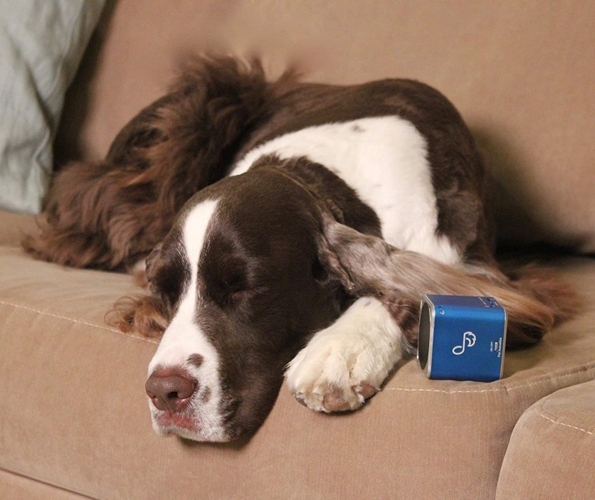 music for dogs