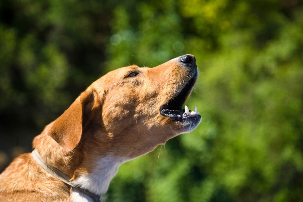 do dogs get tired of barking