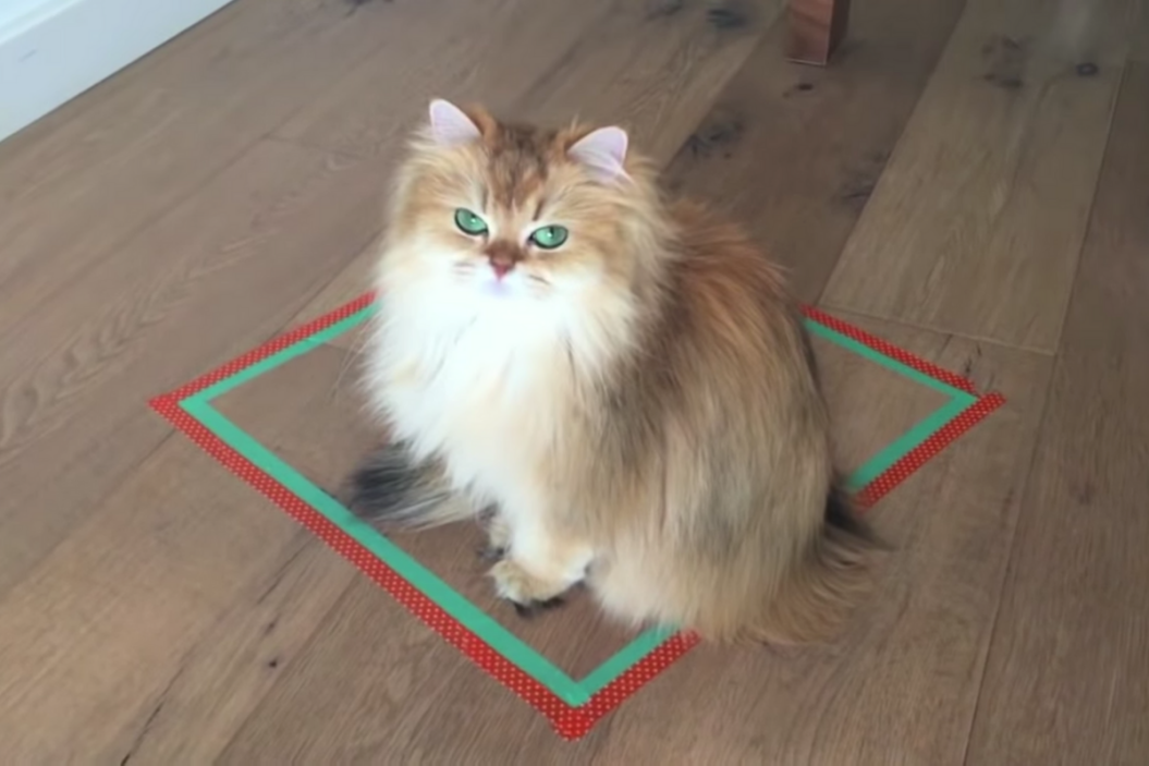 Cat sits inside a cube shape.