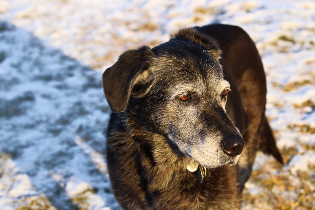dog dementia supplements