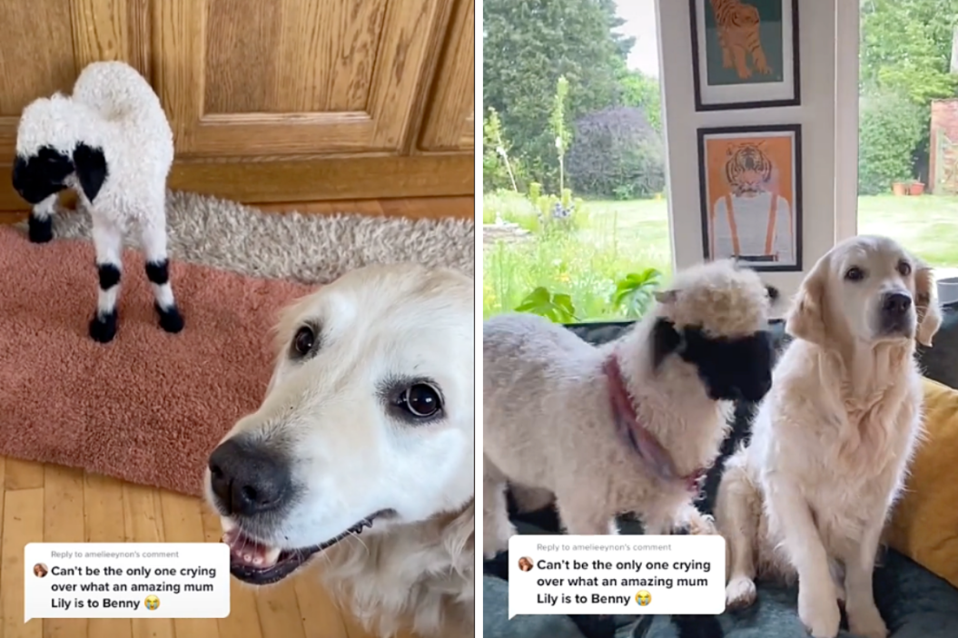 Golden Retriever Adopts Lamb