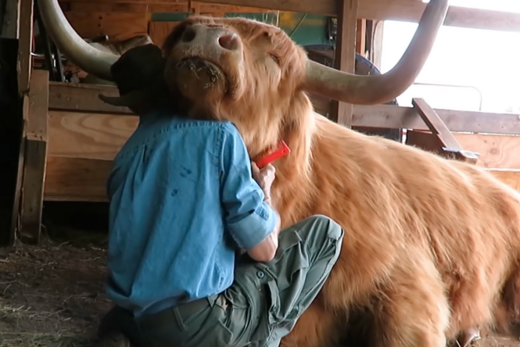 Hamish the hugging cow