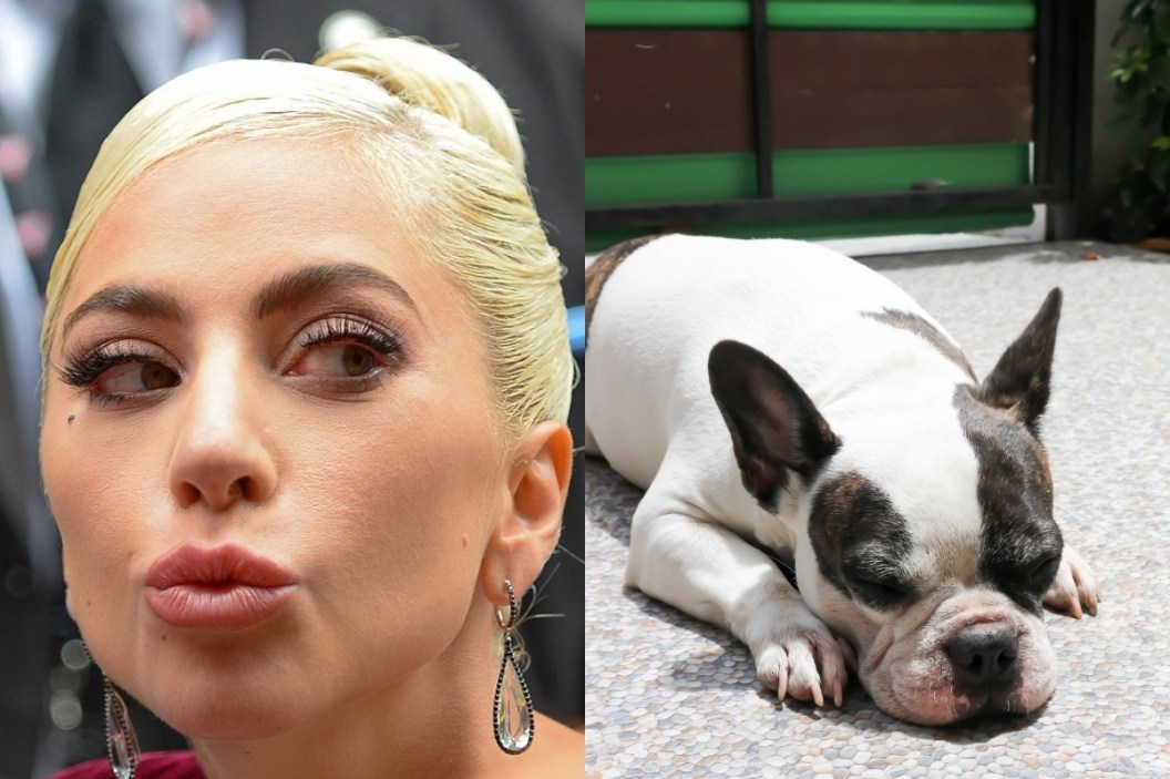 Lady Gaga Dogs