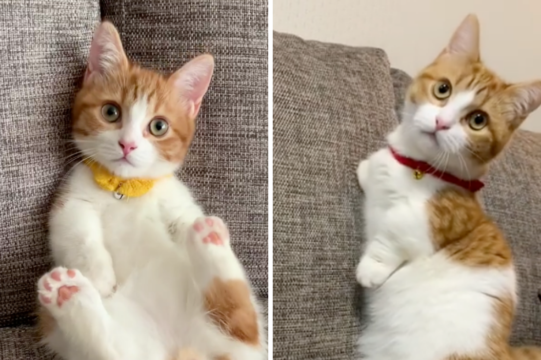 Chava the Munchkin Kitten