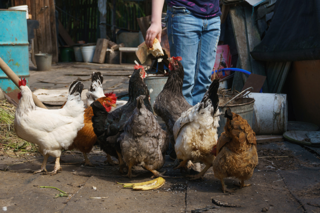 No Hugging Chickens