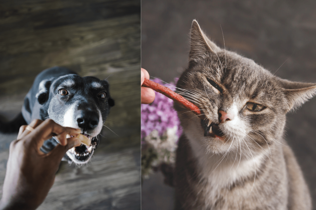 Organic Pet treats