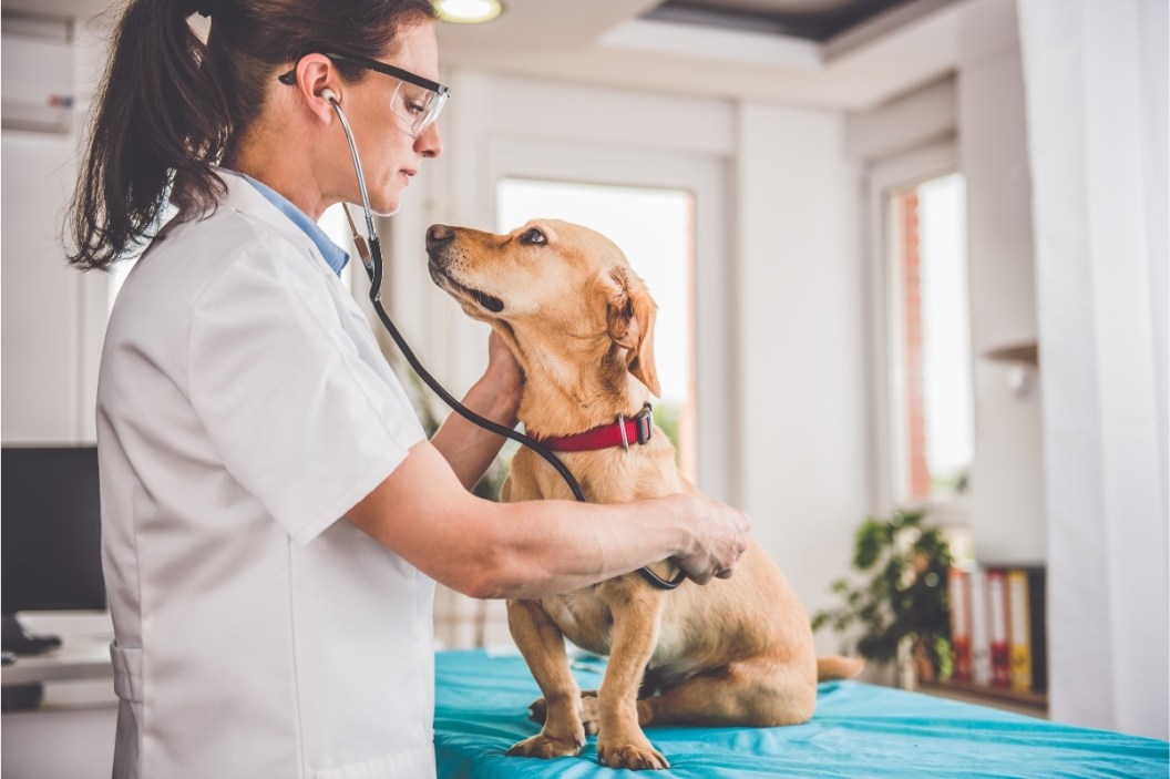 Pet insurance for dog