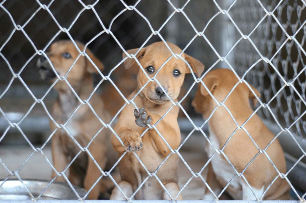 Puppy looks through its cage.