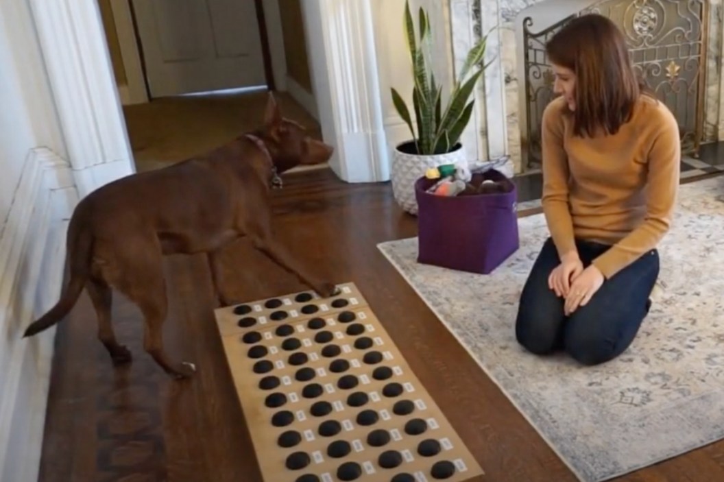 Stella the talking dog