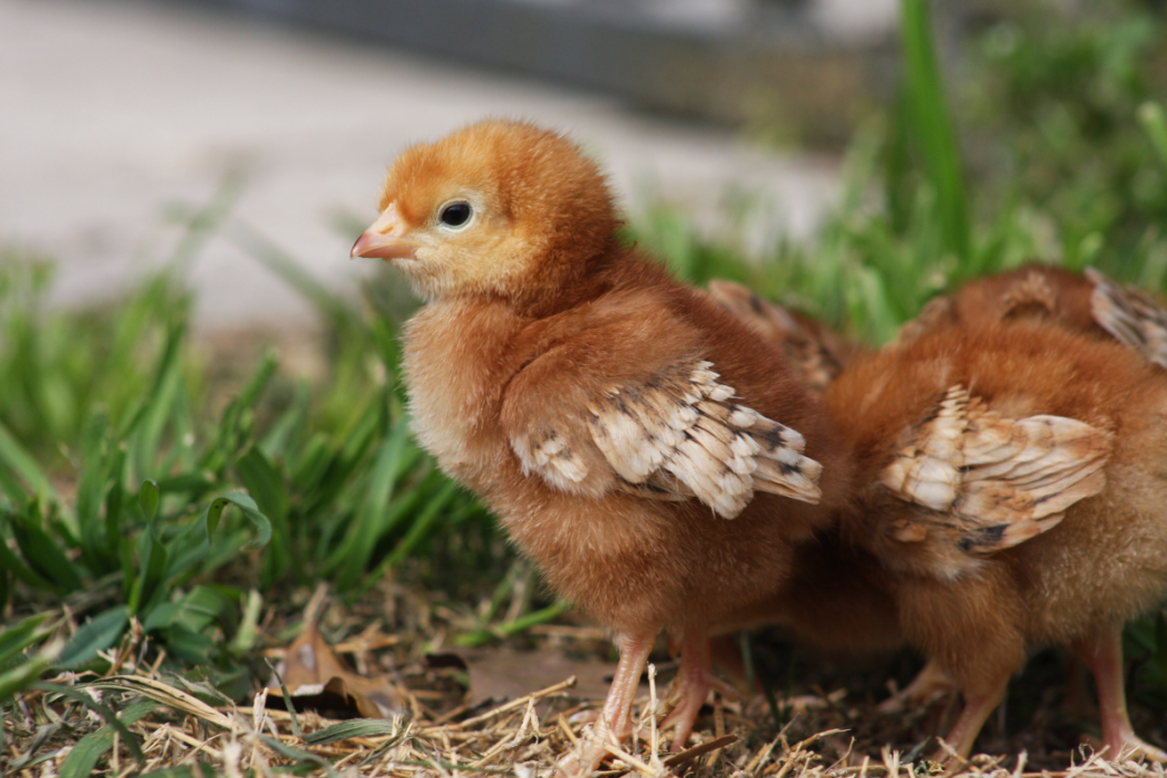 Rhode Island Red