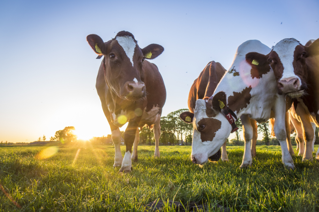 How Long Do Cows Live