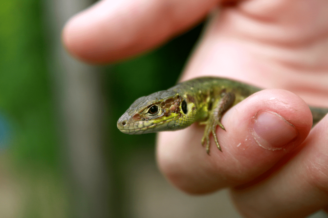 What Do Lizards Eat
