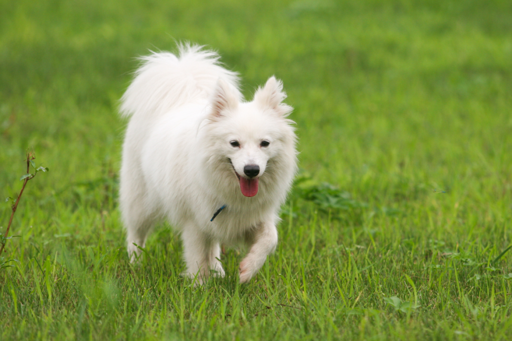 Japanese Spitz