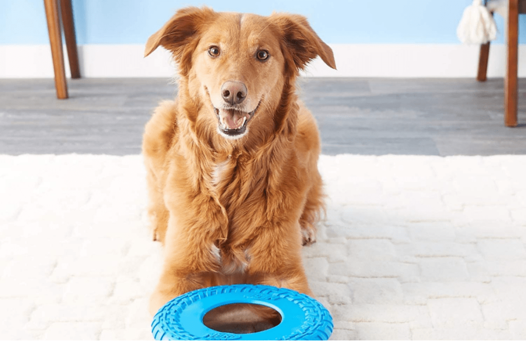 dog frisbee