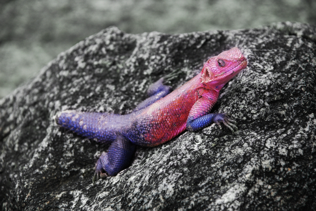Purple Animals