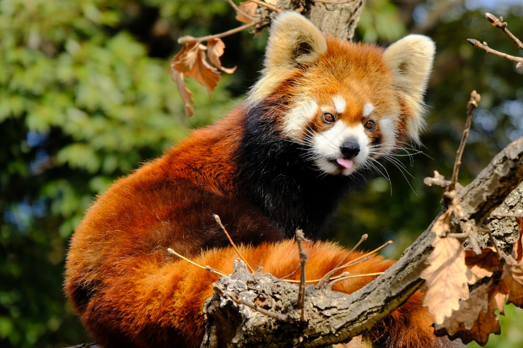 Orange Animals