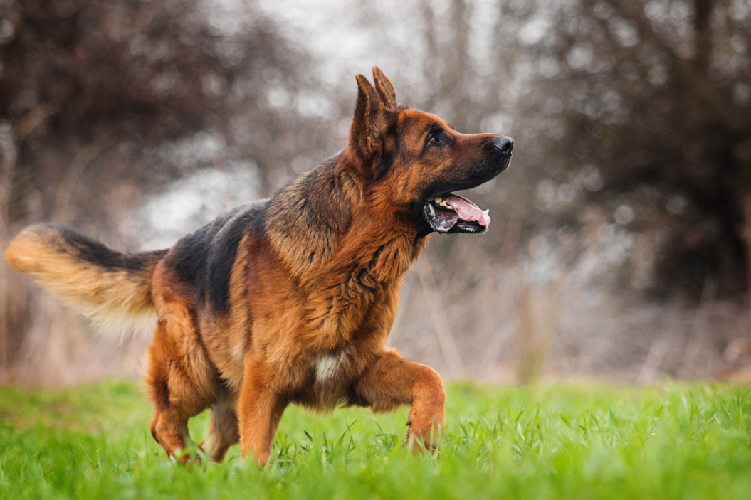 Types of German Shepherd