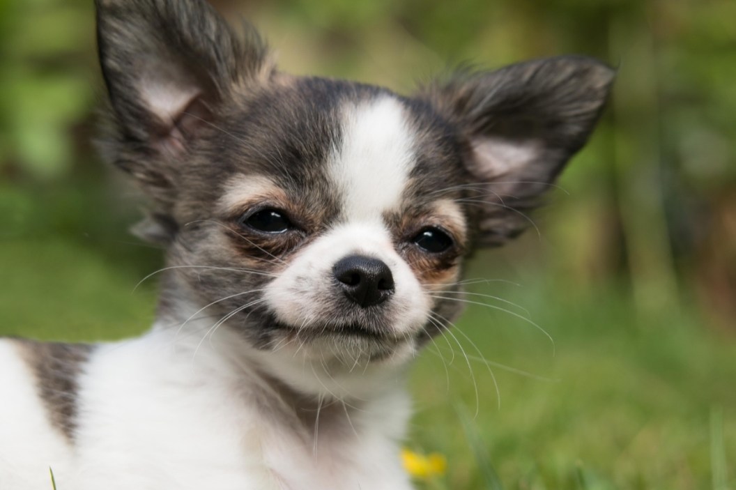 Chihuahua appreciation day