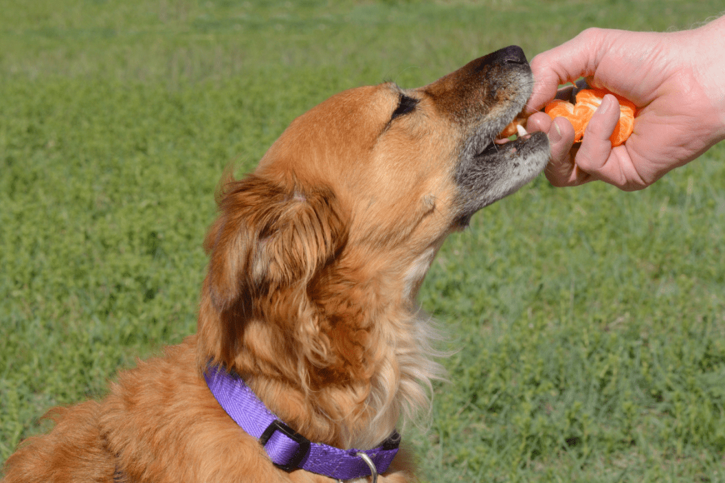 Can Dogs Eat Oranges