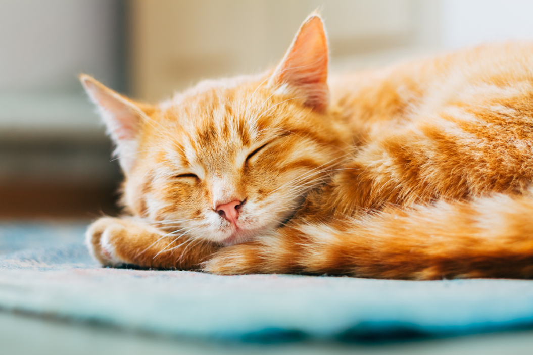 why do cats sleep so much