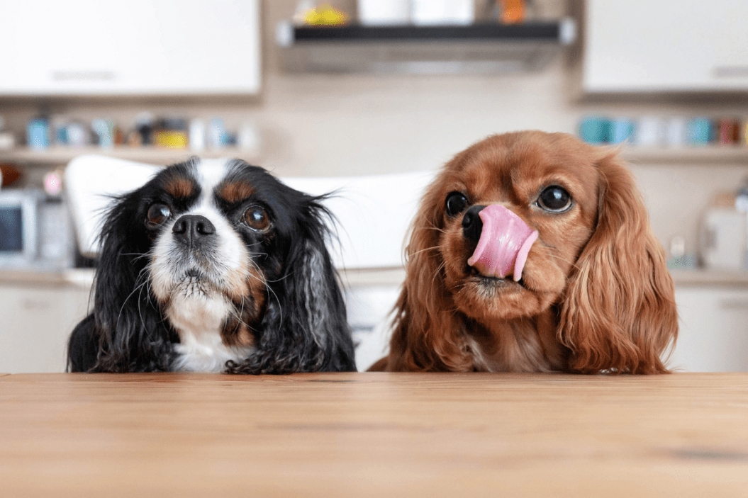 Can Dogs Eat Oatmeal