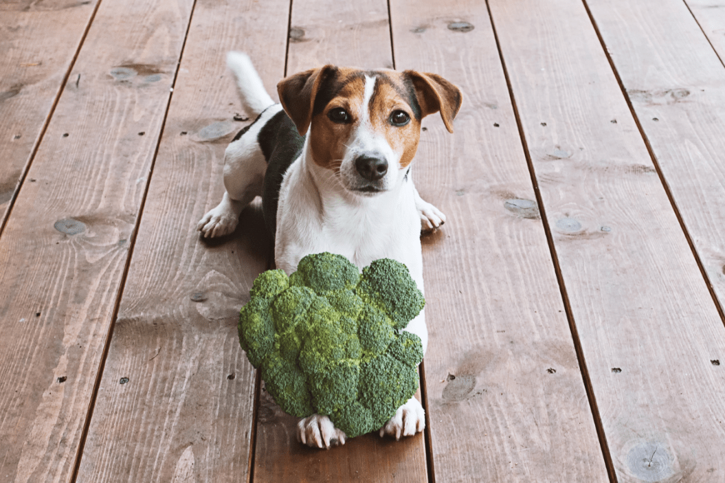 Can Dogs Eat Broccoli