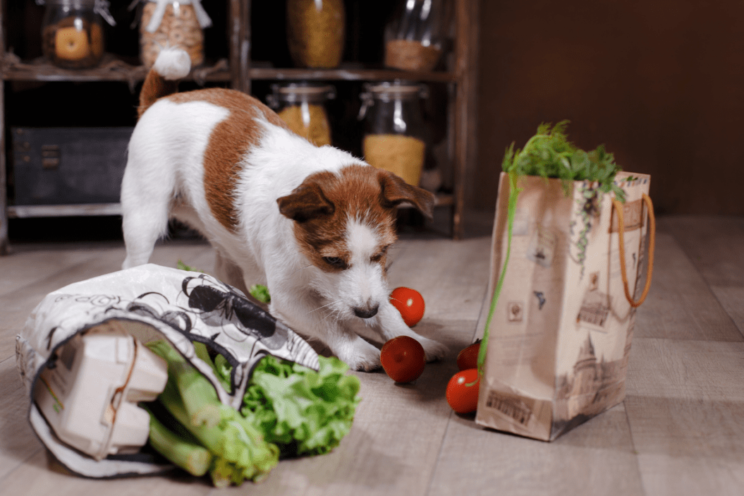 can dogs eat lettuce