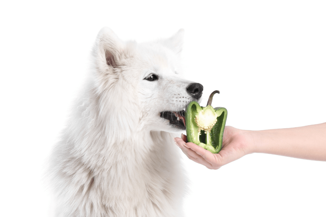 Can Dogs Eat Bell Peppers