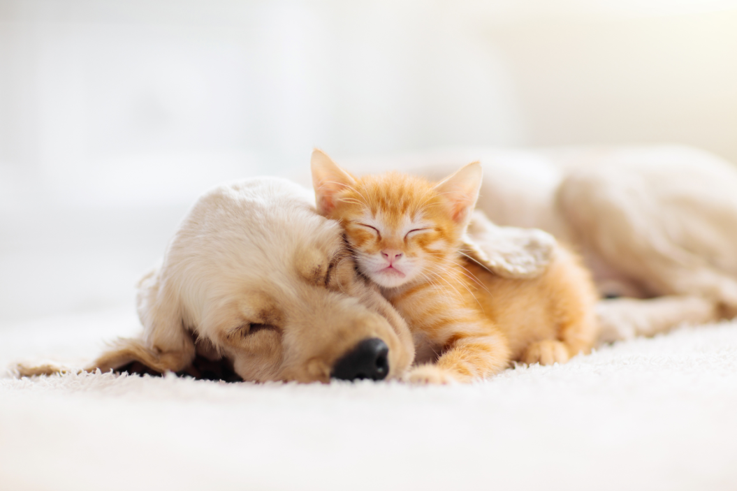 Cats vs dogs