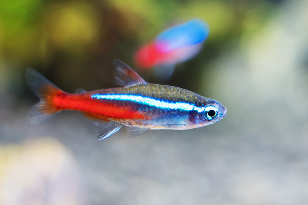 neon tetra