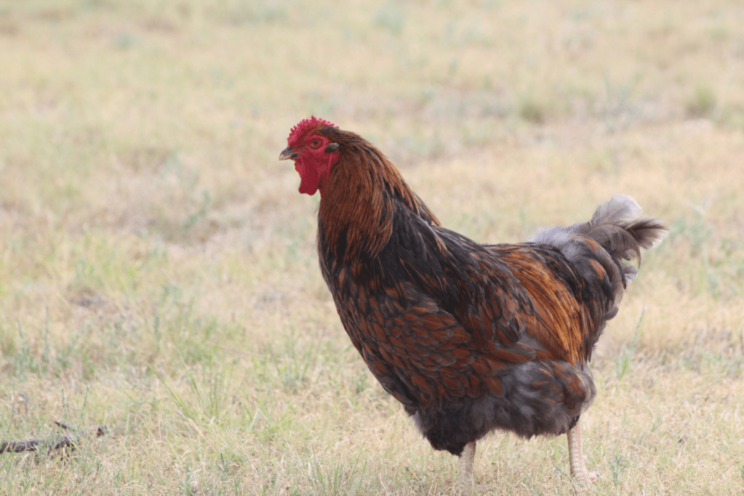 Blue Laced Red Wyandotte
