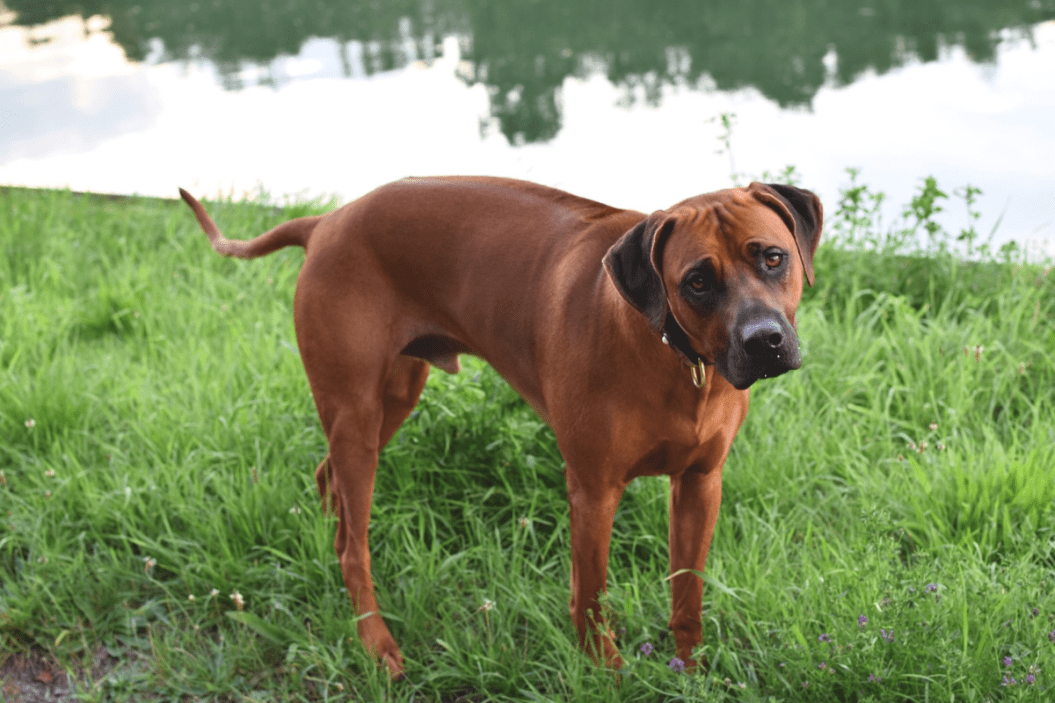 Black Mouth Cur