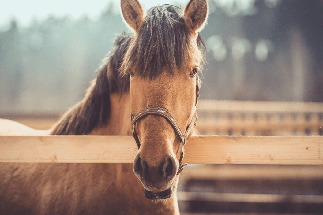 Buckskin Horse