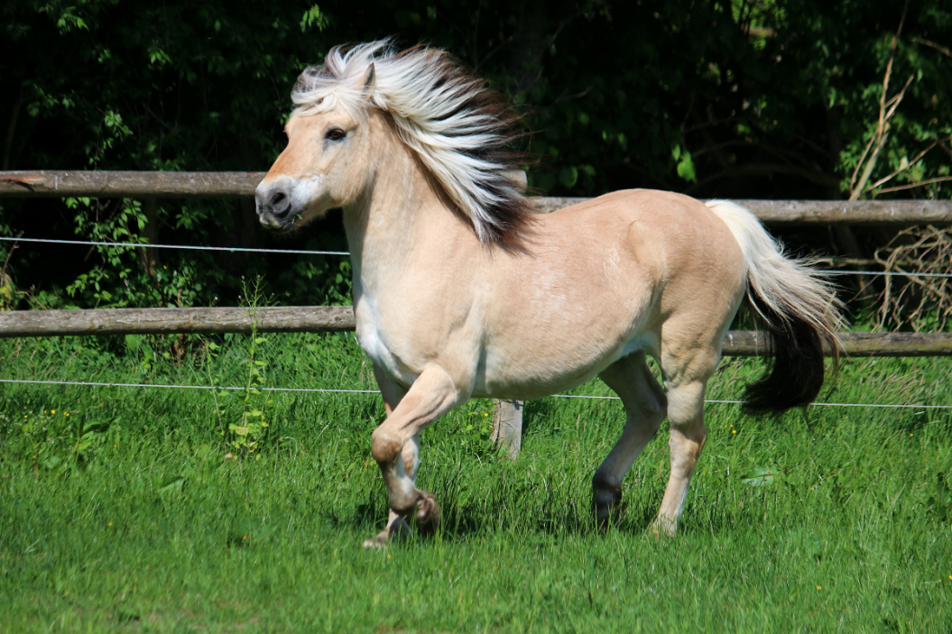 Fjord Horse