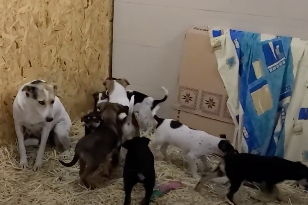 mama dog reunites with puppies