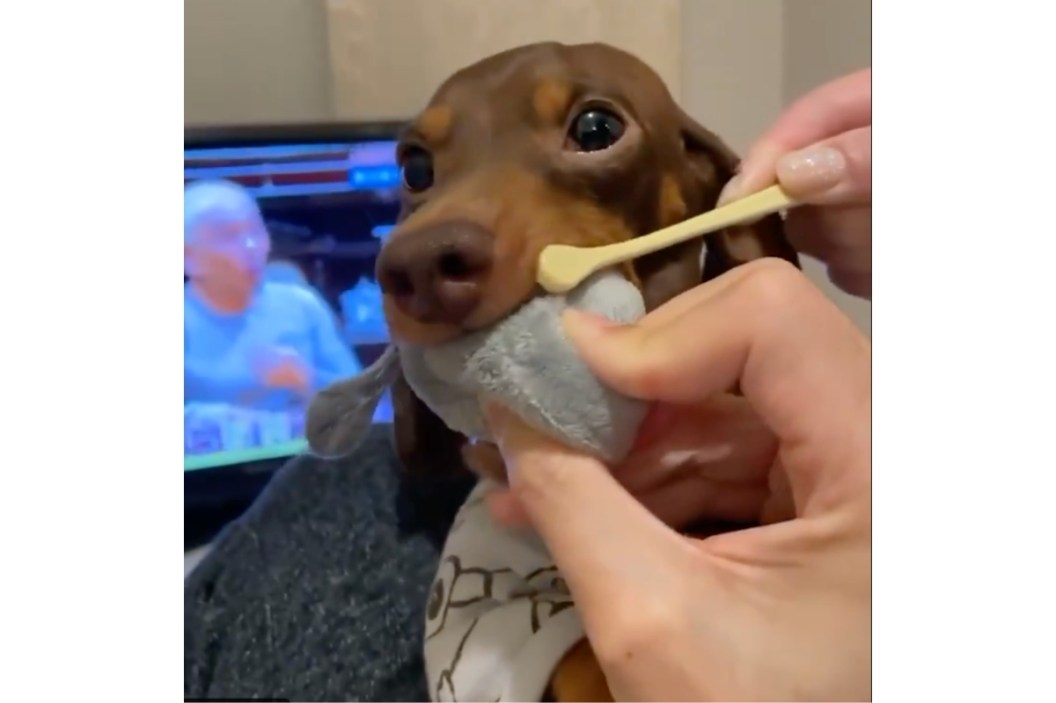 brushing dogs teeth