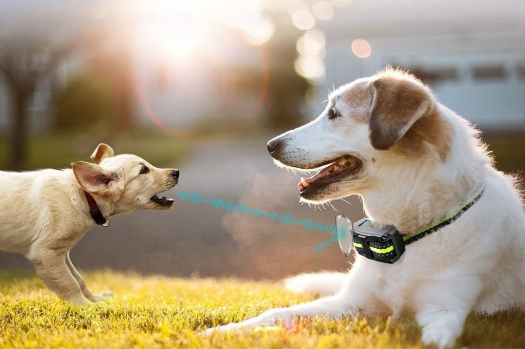 bark collars for dogs