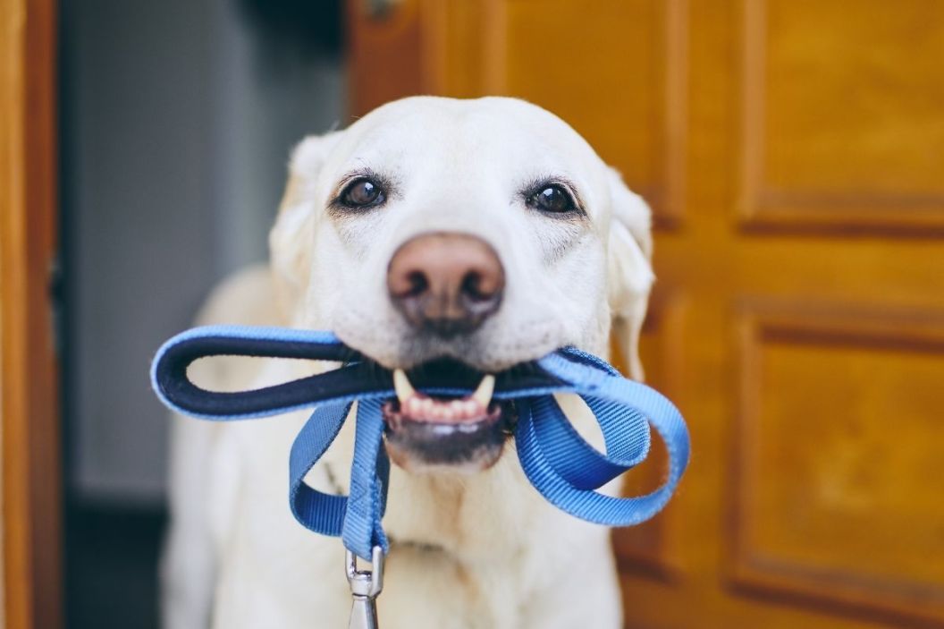 best dog leash