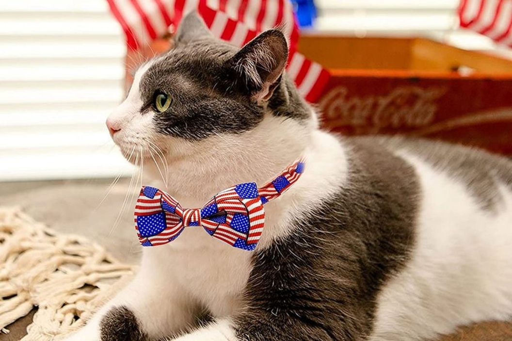 cat collars