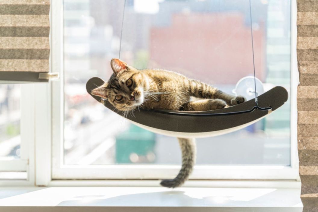 cat hammock