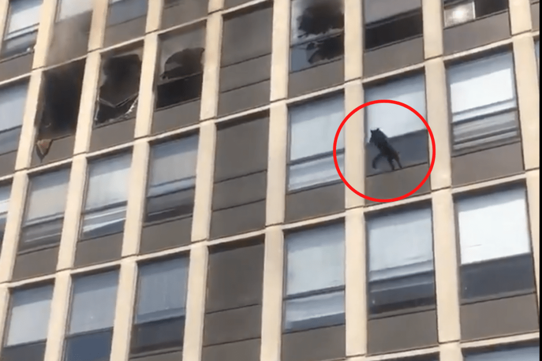 Black Cat Jumps From Window