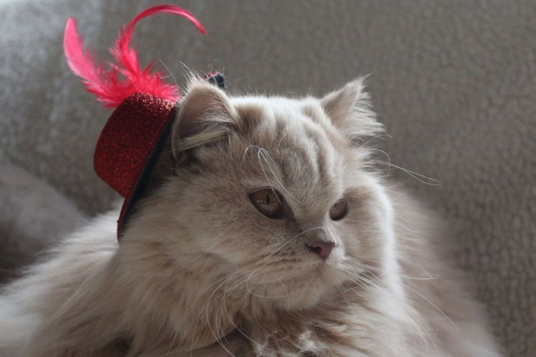 cats for hats