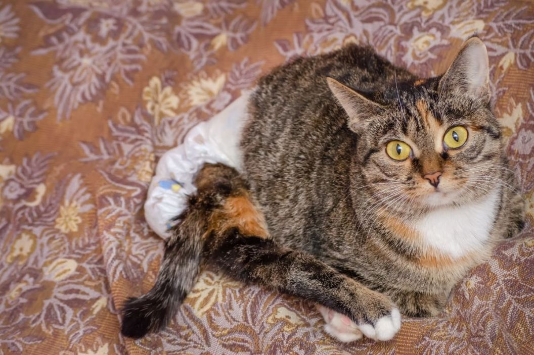diapers for cats