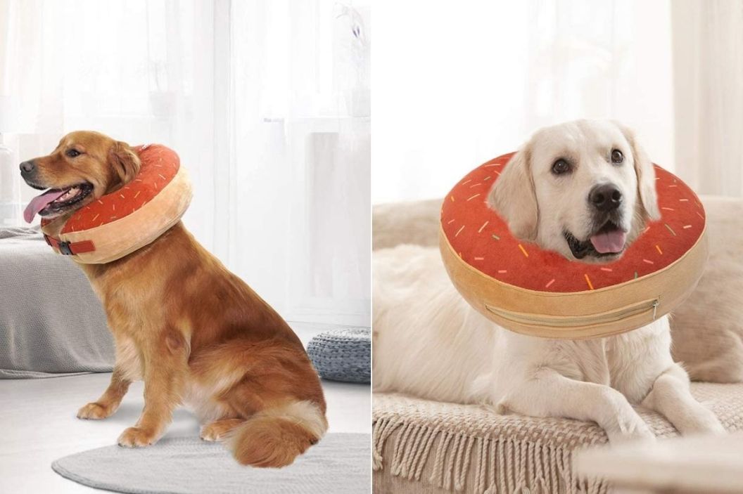 dog cone