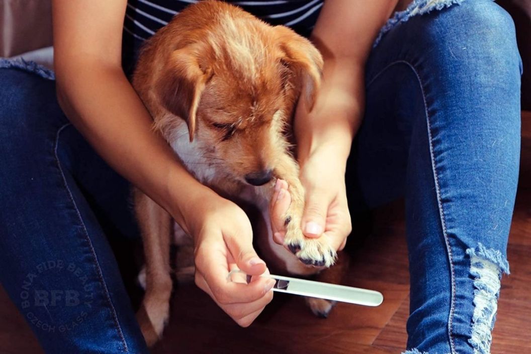 dog nail file